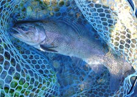 またイトウが釣れた！ ～フィシングパーク高島の泉～